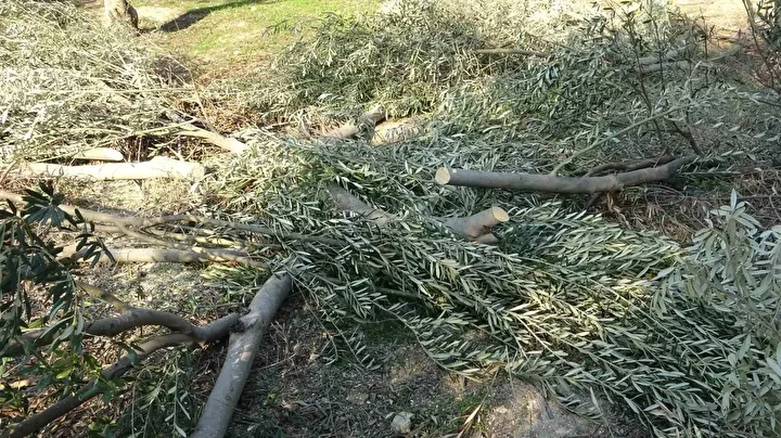 ORMAN VASFINDAKİ ARAZİLERE YENİ DÜZENLEME