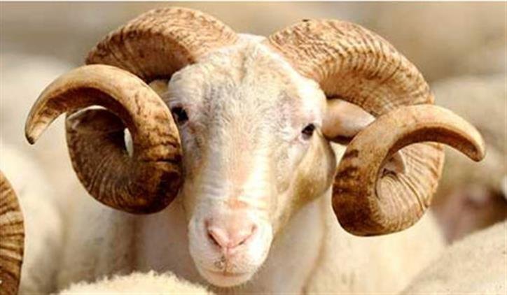 KURBAN BEDELLERİ BELİRLENDİ