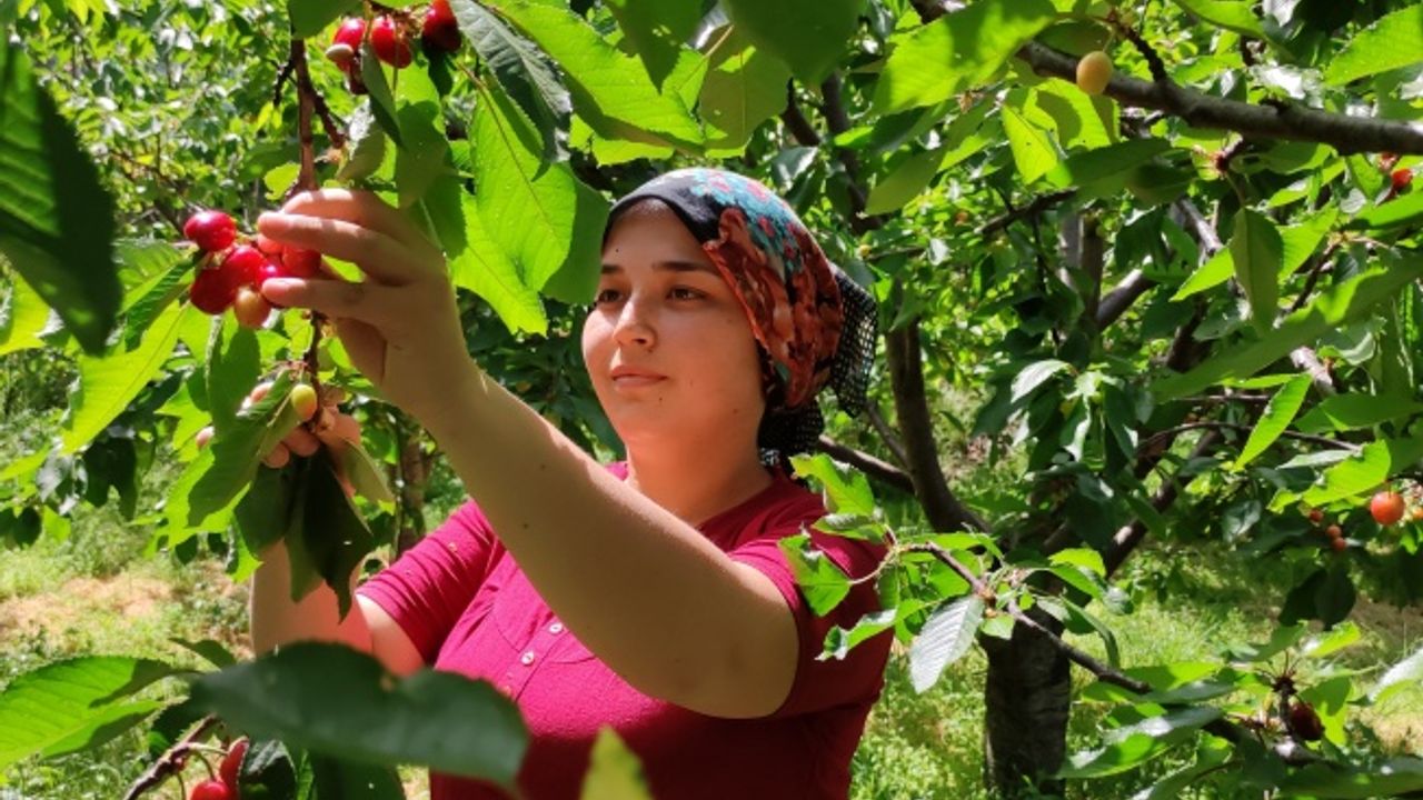 Gazipaşa'da buruk erkenci kiraz hasadı
