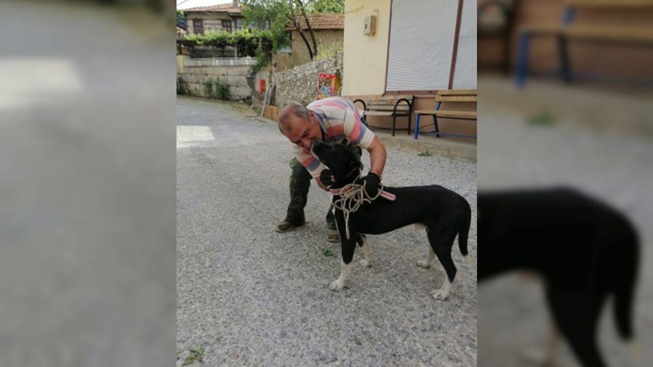 Antalya’da ölüme terk edilen köpeklere mahalleli sahip çıktı