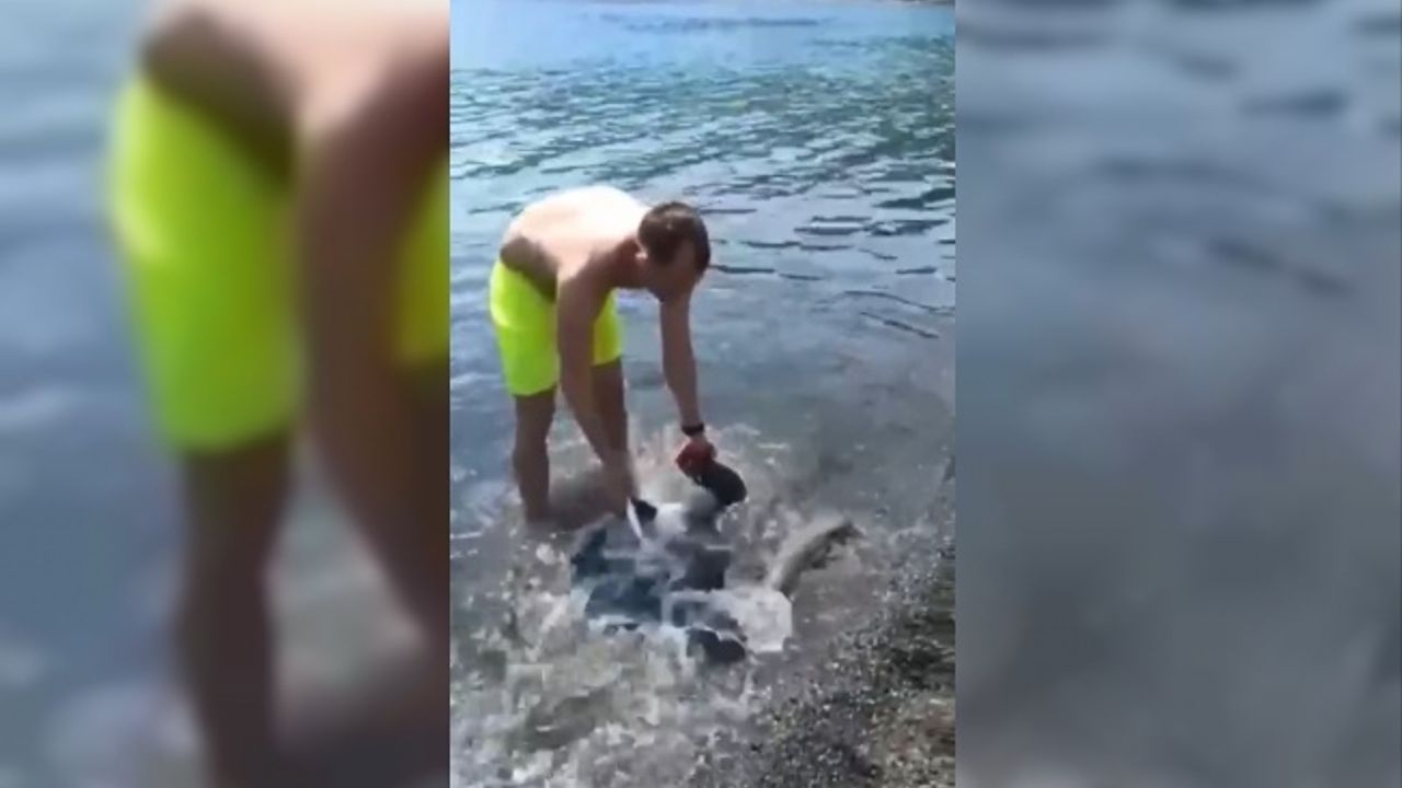 Antalya’da turistlerin yarım metrelik balon balığı heyecanı