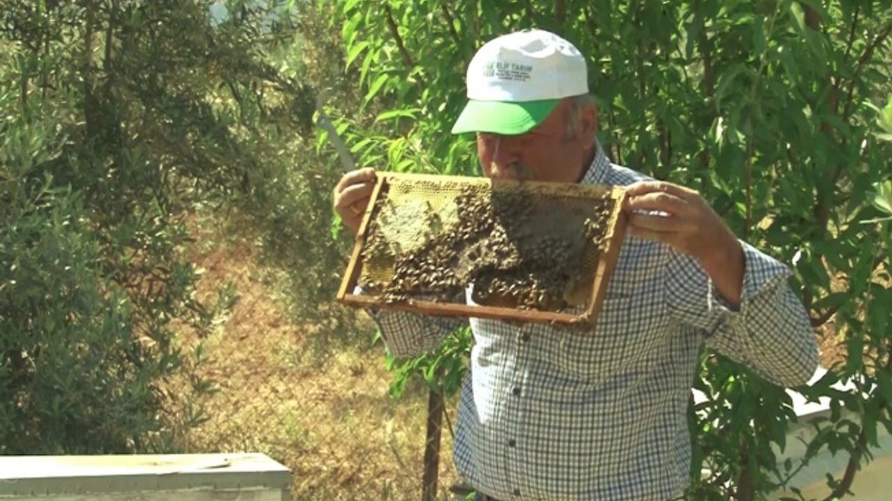 Arı dolu çıtayı öpüp, arıları eliyle tutuyor