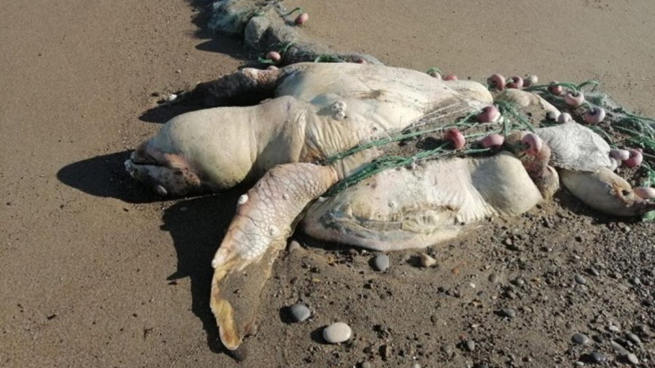 Yumurta bırakmak için geldikleri kıyılarda balıkçı ağlarına dolanıp ölüyorlar