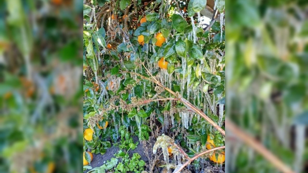 Antalya'da portakal ağaçlarında buz sarkıtları