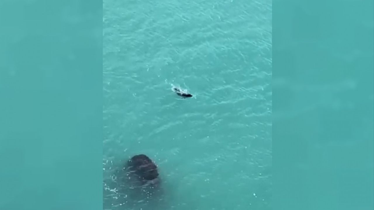Falezlerde gördükleri Akdeniz fokuna ıslıkla seslendiler