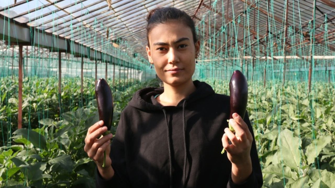 PATLICAN HALDE 12 KOOPERATİF MARKETİNDE 19.90