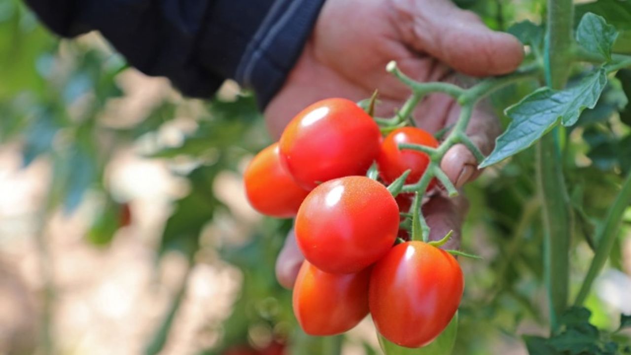 Büyükşehir domates güvesine ‘ışık tuzak’ kurdu
