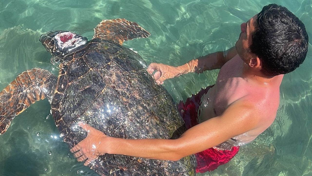 Alanya’da deniz kıyısında yaralı bulunan caretta caretta tedavi altına alındı