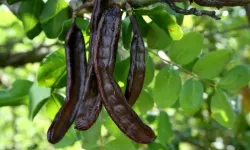 ALANYA'DA BİR EĞİTİM DAHA