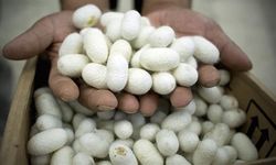 BÜYÜKŞEHİR'DEN İPEKBÖCEĞİ ÜRETİCİSİNE DESTEK