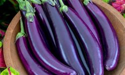 PATLICANIN KİLOSU NE KADAR?