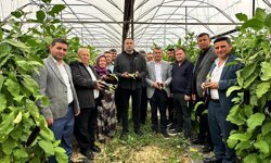 MİLLETVEKİLİ KAYA, PATLICAN ÜRETİCİSİNİN DERDİNİ ANLATTI
