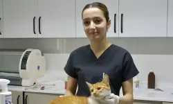 SON 5 YILDA 7 BİN KÖPEK VE KEDİ KISIRLAŞTIRILDI