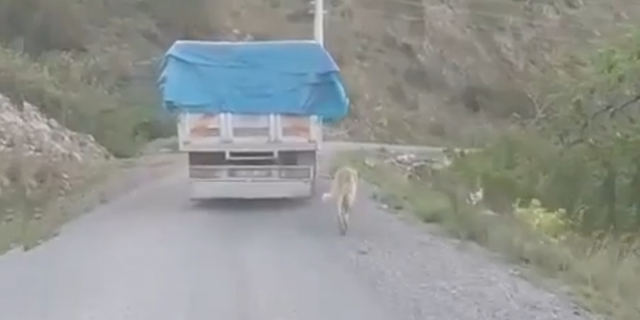 Gazipaşa’da köpeği kamyonun arkasına bağlayıp koşturdu