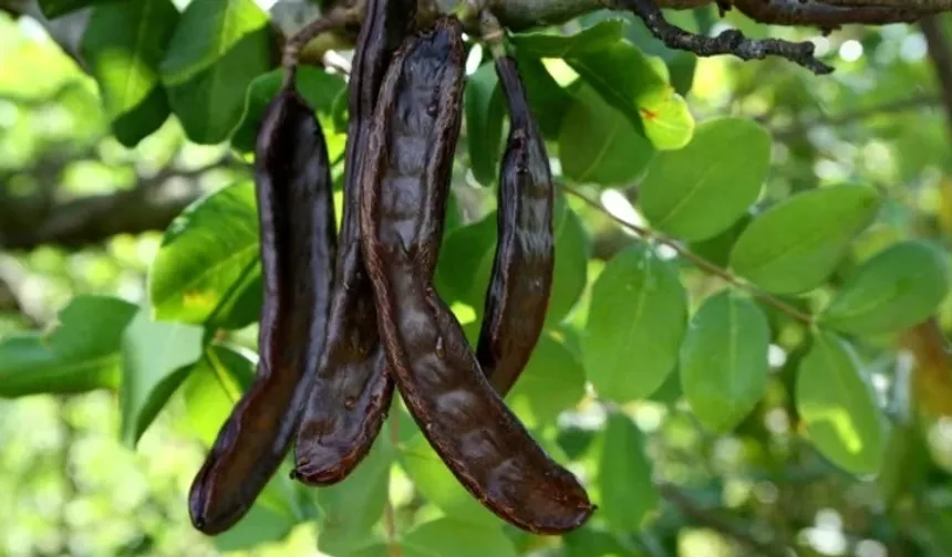 ALANYA'DA BİR EĞİTİM DAHA