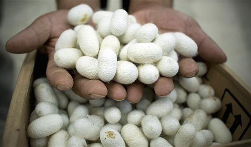 BÜYÜKŞEHİR'DEN İPEKBÖCEĞİ ÜRETİCİSİNE DESTEK