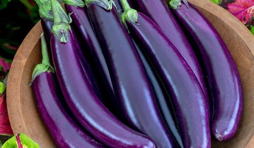 PATLICANIN KİLOSU NE KADAR?