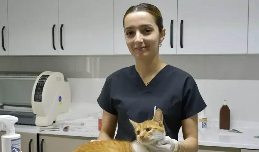 SON 5 YILDA 7 BİN KÖPEK VE KEDİ KISIRLAŞTIRILDI